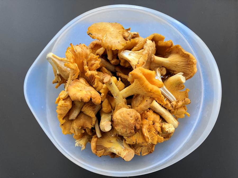 Turkey Steaks With Chanterelle Sauce Recipe Cuisine Fiend